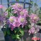 鐵線(xiàn)蓮大苗盆栽藤本爬藤花卉重瓣陽(yáng)臺庭院攀援四季植物帶盆發(fā)貨 約瑟芬