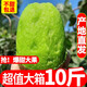黃六爺陜西徐香綠心獼猴桃9斤新鮮包郵奇異果當季水果紅3心翠5香斤整箱 【十年老樹(shù)熟果甜果】 3斤【中果】約18-25枚|單果60-80g