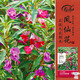 壽禾 鳳仙花種子苗指甲花四季種植花卉種籽 中國鳳仙種子(混色)1000粒
