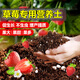 京厽草莓專用營養(yǎng)土瓜果樹通用土壤草莓盆栽種植土陽臺有機土肥料 草莓專用土5斤 果多 色好 口甜