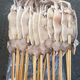 果亦橙大魷魚(yú)鮮活烤魷魚(yú)串冷凍生鮮網(wǎng)紅魷魚(yú)串深海大魷魚(yú)串 商用 20串 1000g(凈重)  魷魚(yú)串