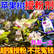 蘋果樹(shù)授粉花粉人工大櫻桃獼猴桃草梅坐座果精神催花?；▽Ｓ梅势?5袋裝【一袋兌水40斤】