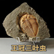 筏芯三葉蟲化石王冠魚樹古生物原石天然考古標(biāo)本客廳桌面創(chuàng)意擺件飾品 WGC-010（L）