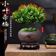 京悠雨金絲楠木小葉赤楠盆景老樁盆栽苗花卉辦公室內(nèi)桌面小綠植好養(yǎng)四季 小葉赤楠+舍得陶瓷圓盆+方形底托+苔蘚+肥料 不含托盤