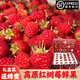 新鮮紅樹莓覆盆子【順豐空運】怡顆紅樹莓超大果稀有高原漿果禮盒 2盒 | 共250g | 送蜂蜜