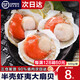 今嘉 特大扇貝500-1000g 鮮凍蝦夷大扇貝海鮮燒烤食材貝柱粉絲扇貝肉 特大半殼扇貝500克【5-6只】