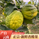 世果達云南香櫞果新鮮現(xiàn)摘枸櫞子食用聞香觀賞金佛手柑貢品高山香緣 2斤裝【聞香用】