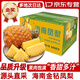 蒲戀海南金鉆鳳梨新鮮水果手撕鳳梨削皮即食無(wú)眼菠蘿時(shí)令熱帶水果 3斤嘗鮮裝【1-3枚】頭茬現(xiàn)摘 A+級(jí)頭茬鮮果【爆甜多汁】