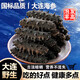 海參野I生海參干貨胖東來(lái)大號海參干貨批發(fā)非即食大連遼參純淡干 深海野生海參/純淡干海參 官方店 3-5厘米/個(gè)頭大小均勻 20條