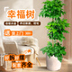植男植女三層幸福樹(shù)造型綠寶盆栽客廳室內(nèi)大型綠植辦公室喬遷新居源頭直發(fā)