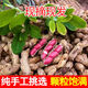 今年新鮮濕花生現(xiàn)挖現(xiàn)發(fā)自種帶泥帶殼生花生農(nóng)家紅皮四粒紅花生果 2500g 四粒紅精選優(yōu)果噥家現(xiàn)挖A級+