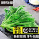 良知農哥【順豐】山東冰草 新鮮冰菜沙拉蔬菜冰葉 健康輕食 5斤