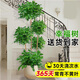 瑯闕幸福樹大型客廳綠植室內(nèi)好養(yǎng)辦公室大盆栽擺件雙層/原盆源頭直發(fā)