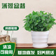 京云夢 薄荷盆栽食用可食用多年生陽臺(tái)好養(yǎng)薄荷盆景植物+塑料盆源頭直發(fā)