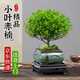 愛優(yōu)尚精品小葉赤楠辦公室室內(nèi)小盆栽方崇山水盆+苔蘚+方底架源頭直發(fā)