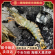 潮海堂 大黑虎蝦海捕活凍大虎蝦10-12只500g/盒大蝦生鮮冷凍聚餐送禮 精選黑虎蝦 500g(凈重)  10-12只 一盒裝1斤