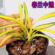 艾瑩蘭花苗矮種春蘭黃金中透線(xiàn)藝富貴陽(yáng)光綠植花卉盆栽陽(yáng)臺辦公桌客廳 3苗連體壯苗 帶基地原盆土發(fā)貨