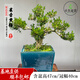 卓美御庭高端黃楊造型盆景老樁真樹室內(nèi)外庭院客廳陽臺辦公室耐活好養(yǎng)盆栽 精品黃楊盆景