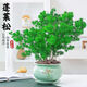 行湘蓬萊松盆栽植物室內(nèi)綠植盆栽盆景四季常青+蓮舞陶瓷盆 源頭直發(fā)