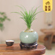 開時(shí)果 酒瓶蘭盆栽擺件 四季好養(yǎng)蘭花盆景花卉植物桌面綠植源頭直發(fā)包郵 哥窯浸墨盆+圓底托