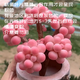 糖果桃蛋多肉植物腰子蛋多頭老樁套餐室內辦公室桌面盆栽?xún)艋諝?帶樁 4-5頭桃蛋【5厘米】栽好