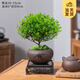 開時(shí)果 小葉赤楠盆景擺件 辦公室桌面綠植花卉好養(yǎng)盆栽植物源頭直發(fā)包郵 舍得紫砂盆+苔蘚+底座