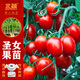 北蔬 圣女果苗帶土秧苗千禧小番茄蔬菜苗 紅圣女果苗6棵源頭直發(fā)包郵