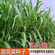 高丹王牧草種子四季喂牛羊雞鵝高丹草耐旱多年生甜高粱養(yǎng)魚草種子 優(yōu)質(zhì)甜高粱種子 4斤價(jià)【實(shí)發(fā)5斤】