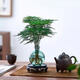 佰花錦水培植物室內花卉綠植盆栽辦公室四季常青好養活桌面盆景懶人首選 水培小玻璃瓶+文竹+圓形底座 整體高度約10-20cm/不同植物高度不同
