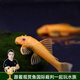 云峰海瑞 鼠魚清潔魚熱帶觀賞魚清缸除藻工具魚 底棲魚類水族寵物工具魚 黃金胡子3-4厘米1條裝