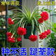 新品金娃娃吊蘭大花重瓣濃香型花卉四季種植盆栽耐熱耐寒 金娃娃吊蘭/紅色/【50天包成活] 精選【3棵裝]開(kāi)花一般+肥