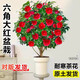 行湘茶花苗盆栽山茶花綠植花卉/六角大紅約1CM粗（不含盆）源頭直發(fā)