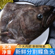 漁哥戲魚 鰈魚頭身 深海魚頭鴉片魚比目魚新鮮分割碟魚身燒烤魚頭 超大鰈魚頭 2kg （2斤*2只 共4斤）