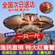 東山島鮮活紅膏青蟹福建野生特紅鱘全母大猷蠓黃油螃蟹海鮮禮盒裝 公母搭配3-5只2斤凈重