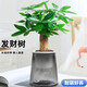 沭之美綠植盆栽陽(yáng)臺辦公室植物 獨桿發(fā)財樹(shù)+繁星塑料吸水盆 源頭直發(fā)