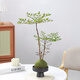 植男植女南天竹苔蘚球好養(yǎng)綠植盆栽室內(nèi)辦公桌面盆景黑色托盤源頭直發(fā)