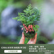 秋穎水培苔蘚球植物室內好養小綠植盆栽綠蘿發(fā)財樹(shù)梔子花蕨類(lèi)微景觀(guān) 【迷你組合紅網(wǎng)紋】