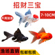 百綸木千金魚觀賞魚鴻運當頭金魚不加溫好養(yǎng)獅子頭活體冷水魚招財魚丹頂紅 （大號）招財三寶各3條 7-10cm