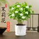 京云夢茉莉花盆栽地栽花卉四季好養(yǎng)綠植觀花植物棱邊陶瓷盆源頭直發(fā)
