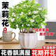 行湘茉莉花盆栽花卉綠植 茉莉花8-12株+中號白蓮陶瓷盆 源頭直發(fā)