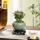 開時(shí)果 金枝玉葉盆栽多肉植物盆景 辦公室內(nèi)桌面花卉小綠植源頭直發(fā)包郵 【叢生款】哥窯冰裂盆+苔蘚+底托