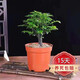 聽(tīng)雪樓名貴小葉紫檀盆景樹(shù)樁室內(nèi)花卉植物辦公桌面綠植樹(shù)苗盆栽h 矮霸老樁30厘米高 含原盆