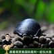 云峰海瑞 觀(guān)賞螺水族活體缸壁除藻螺魚(yú)缸除藻清淤活化床底 軍帽5只（專(zhuān)除缸壁青苔綠藻斑）