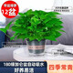 行湘綠蘿盆栽水培綠植新房除甲醛植物180#加侖盆12盆+吸水盆 源頭直發(fā)