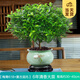 開時果 正宗胡椒木盆栽清香型 桌面植物苗防驅(qū)蚊草綠植盆景源頭直發(fā)包郵 【6年大苗】梅青618瓷盆+底托