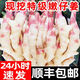 農(nóng)大姐妹 嫩姜芽 新鮮大仔姜 現(xiàn)挖鮮姜 山東安丘凌河紅姜芽凈姜紅芽大仔姜 5斤