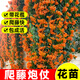 瑯闕炮仗花樹(shù)苗爬藤墻植物庭院綠植苗木攀援攀爬花卉 90cm源頭直發(fā)