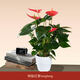 雙盟精選紅掌辦公室內(nèi)好養(yǎng)四季開(kāi)花綠植盆栽桌面盆景源頭直發(fā)