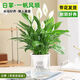 行湘白掌盆栽一帆風順綠植盆栽花卉室內(nèi)好養(yǎng) 小白掌+早安盆 源頭直發(fā)