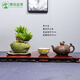潮裕盆景高端羅漢松造型地景樹室內(nèi)植物庭院迎客松真樹老樁客廳辦公室盆景 老樁羅漢松盆景176 帶盆栽好